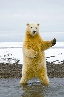 Young Polar bear (Ursus maritimus) standing and trying to balance in shallow water Young Polar bear (Ursus maritimus) standing and trying to balance in shallow water