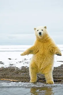 Young Polar bear (Ursus maritimus) standing and trying to balance in shallow water Young Polar bear (Ursus maritimus) standing and trying to balance in shallow water