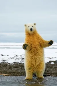 Young Polar bear (Ursus maritimus) standing and trying to balance in shallow water along Young Polar bear (Ursus maritimus) standing and trying to balance in shallow water along