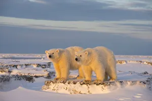 Two young Polar bears (Ursus maritimus) on newly formed pack ice, near Kaktovik Two young Polar bears (Ursus maritimus) on newly formed pack ice, near Kaktovik