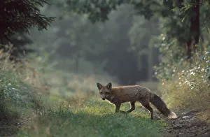 Young Red fox crossing forest track {Vulpes vulpes} Czech republic Young Red fox crossing forest track {Vulpes vulpes} Czech republic