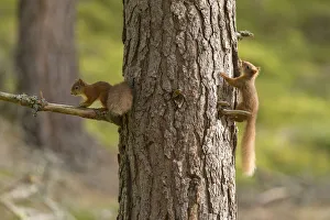 Two young Red squirrels (Sciurus vulgaris) chasing each other around pine trunk, Scotland Two young Red squirrels (Sciurus vulgaris) chasing each other around pine trunk, Scotland