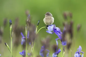 Young Stonechat (Saxicola torquatus) sitting on Siberian iris (Iris sibirica) Eastern Slovakia Young Stonechat (Saxicola torquatus) sitting on Siberian iris (Iris sibirica) Eastern Slovakia
