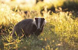 Young subadult Badger forages in evening sun {Meles meles} Derbyshire England Young subadult Badger forages in evening sun {Meles meles} Derbyshire England