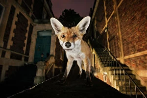 Close Up Collection: Young urban Red fox (Vulpes vulpes) standing on a wall at night. Bristol, UK, September