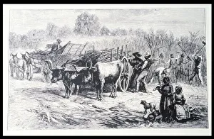 Agrarian Lifestyle Images Prints: 2683897