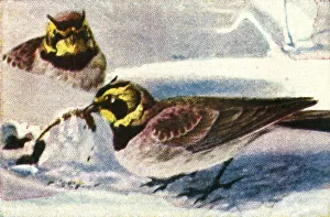 Cigarette Card Album Prints: Alpine larks, c1928. Creator: Unknown