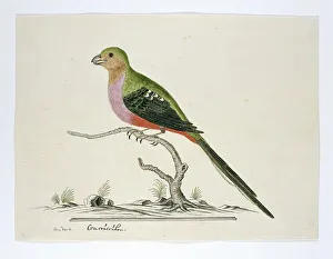 Print of a Narina Trogon bird, created by Robert Jacob Gordon