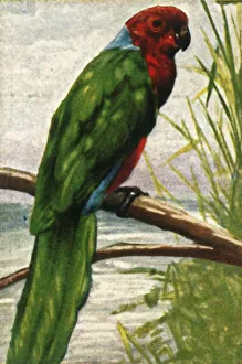 Cigarette Card Album Prints: Austral parakeet, c1928. Creator: Unknown