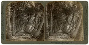 Avenue of coconut palms, Florida, USA, 1891.Artist: George Barker Avenue of coconut palms, Florida, USA, 1891.Artist: George Barker