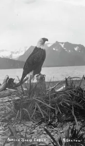 Bald Eagle Alaska Prints: Bald eagle, between c1900 and c1930. Creator:s Sexton