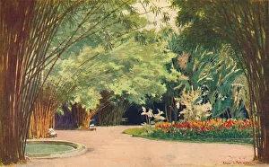 A Bamboo Grove - Botanical Gardens, 1914. Artist: Edgar L Pattison A Bamboo Grove - Botanical Gardens, 1914. Artist: Edgar L Pattison