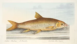 The Barbel, from A Treatise on Fish and Fish-ponds, pub. 1832 (hand coloured engraving) The Barbel, from A Treatise on Fish and Fish-ponds, pub. 1832 (hand coloured engraving)