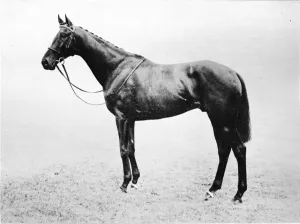 British Sportsmen 1911 Prints: Bayardo, 1911