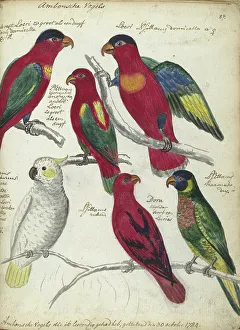 Rare Print of Birds from Ambon, 1784