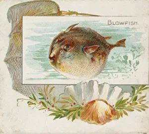 Blowfish, from Fish from American Waters series (N39) for Allen & Ginter Cigarettes Blowfish, from Fish from American Waters series (N39) for Allen & Ginter Cigarettes
