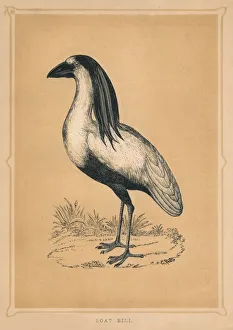 Boat Bill, (Cochlearius cochlearius), c1850, (1856) Boat Bill, (Cochlearius cochlearius), c1850, (1856)