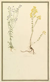 Botanical Studies Print, ca. 1820