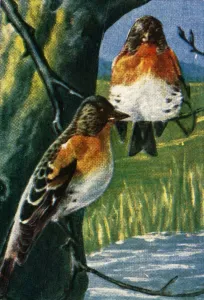 Bramblings, c1928. Creator: Unknown Bramblings, c1928. Creator: Unknown