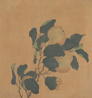 Close Up Tree Leaves Prints: Branch of Tree with Fruit. Creator: Unknown