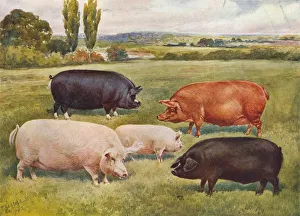 Breeds of pigs, c1902 (c1910). Artist: Frank Babbage Breeds of pigs, c1902 (c1910). Artist: Frank Babbage