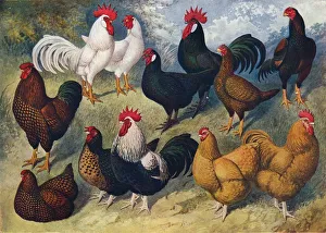 Breeds of poultry, c1903 (c1910). Artist: AF Lydon Breeds of poultry, c1903 (c1910). Artist: AF Lydon