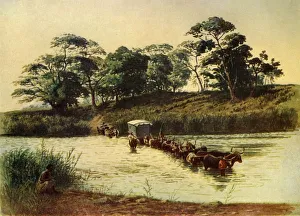 Bullock Waggon Crossing a Drift on the Umbelois River-Swaziland, 1902 Bullock Waggon Crossing a Drift on the Umbelois River-Swaziland, 1902