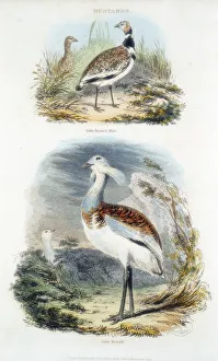 Nineteenth Century Ornithology Prints: Bustards, 1835