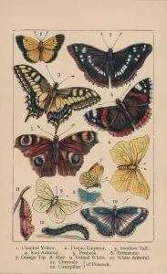 Butterflies, 19th century. Creator: Unknown Butterflies, 19th century. Creator: Unknown