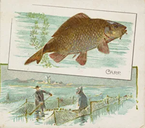 Carp, from Fish from American Waters series (N39) for Allen & Ginter Cigarettes, 1889 Carp, from Fish from American Waters series (N39) for Allen & Ginter Cigarettes, 1889