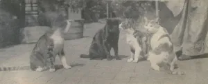 Black And White Cat Photos Prints: Four Cats, ca. 1895. Creator: Thomas Eakins