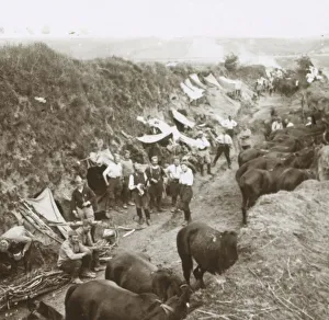 World War I Cavalry Prints: Cavalry, c1914-c1918