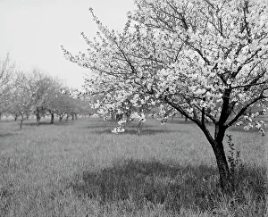 Heritage Art Photography USA Prints: A Cherry tree, between 1900 and 1905. Creator: Unknown