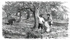Cider-Making in Devonshire Print, 1850