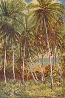 Historical Landscape Art Prints: Coco-nut Palms, 1924