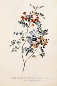 Hand Coloured Engraving Print of Colutea, c. 1745