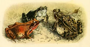 Heritage Images Print of Common Frogs, 1908, (1943)