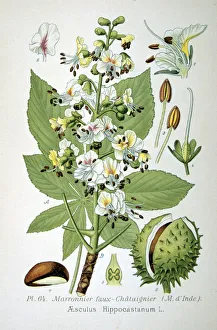 Common horse chestnut, 1893 Common horse chestnut, 1893