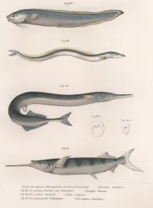 Sand Eel Prints: Heritage Images Print: Common Snake Fish, c. 1850s