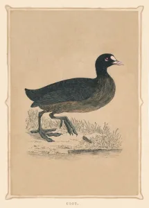 Coot, (Fulica), c1850, (1856) Coot, (Fulica), c1850, (1856)