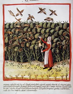 Medieval Health Handbook Prints: Corn, 14th century. Creator: Unknown