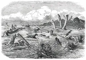 Victorian Era Animal Prints: Full Cry, 1850. Creator: Unknown