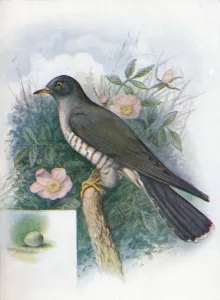 Cuckoo Bird Prints: Cuckoo - Cuc ulus cano rus, c1910, (1910). Artist: George James Rankin