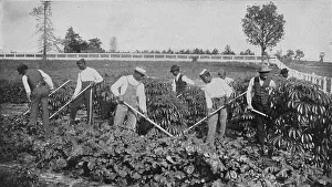 Early 20th Century Farming Practices Prints: Cultivating a patch of cassava on the agricultural experiment plot