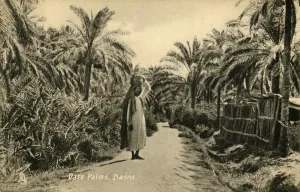 Prints of Date Palms, Basra, c1918-c1939. From an album of postcards Images Dated 2019 February: Date Palms Print, Basra, c1918-c1939