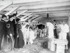 Black And White Farm Scenes Prints: Demonstration of milk testing in stable