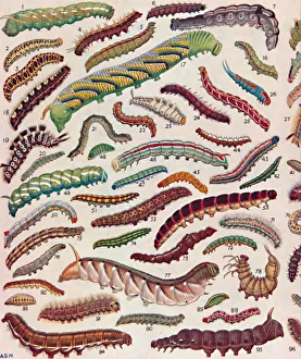 A Hundred Different Knds of Caterpillars of Butterflies and Moths, 1935 A Hundred Different Knds of Caterpillars of Butterflies and Moths, 1935