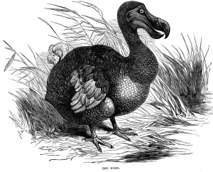 Dodo Bird Prints: Dodo, 1884