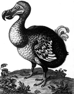 Dodo Bird Prints: Dodo, c1804