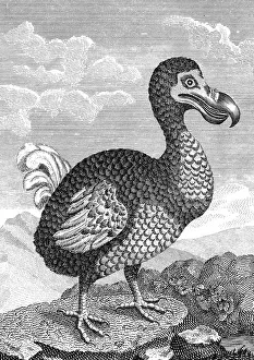 Dodo, late 18th century Dodo, late 18th century